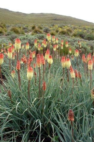 Kniphofia caulescens in numbers